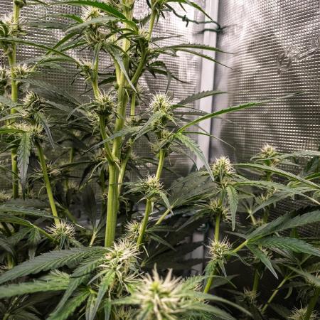 Zombie Kush Auto | 3L Coco Tray2Grow