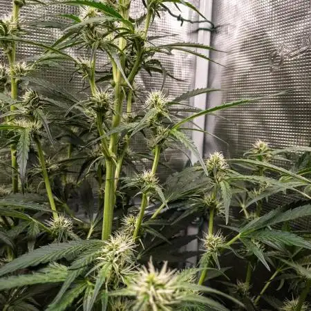 Zombie Kush Auto | 3L Coco Tray2Grow