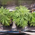 Permanent Jealousy Auto - Autopot / Coco