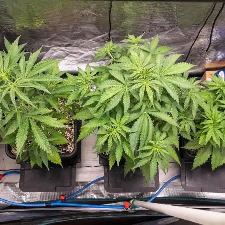Permanent Jealousy Auto - Autopot / Coco