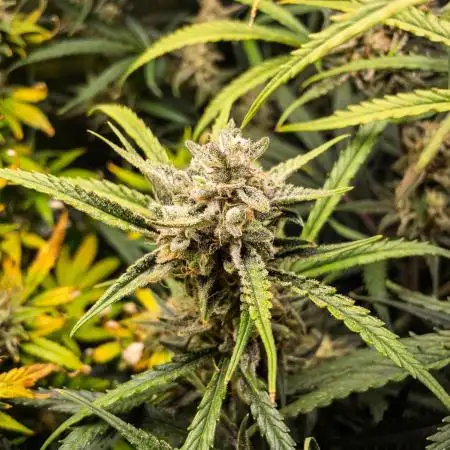 Permanent Jealousy Auto - Autopot / Coco