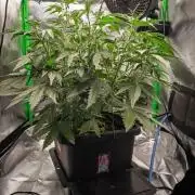 Radical Juice x Granite Haze | FOB#3 F1