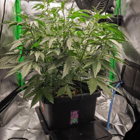 Radical Juice x Granite Haze | FOB#3 F1