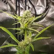 Radical Juice Auto | 4L Coco Tray2Grow