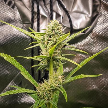 Radical Juice Auto | 4L Coco Tray2Grow