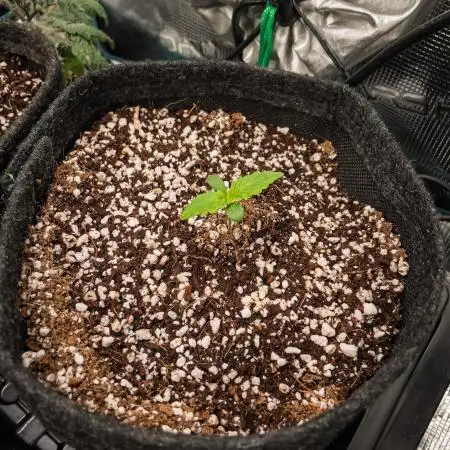Zombie Kush Auto | 3L Coco Tray2Grow