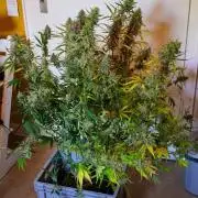 Radical Juice x Granite Haze | FOB#3 F1