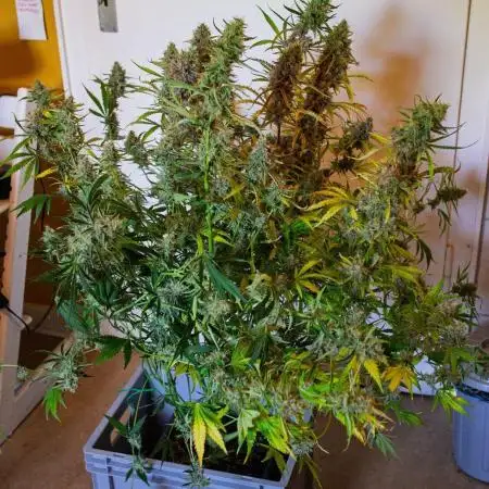 Radical Juice x Granite Haze | FOB#3 F1