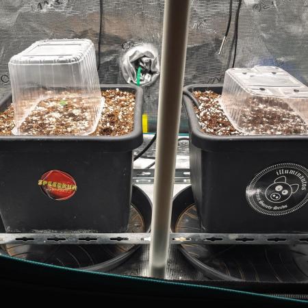 505 Headbanger in Autopot + Coco