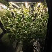 Radical Juice x Granite Haze | FOB#3 F1