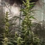 Zombie Kush Auto | 3L Coco Tray2Grow