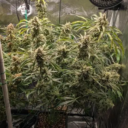 505 Headbanger in Autopot + Coco