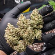 505 Headbanger in Autopot + Coco