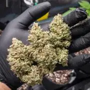 505 Headbanger in Autopot + Coco