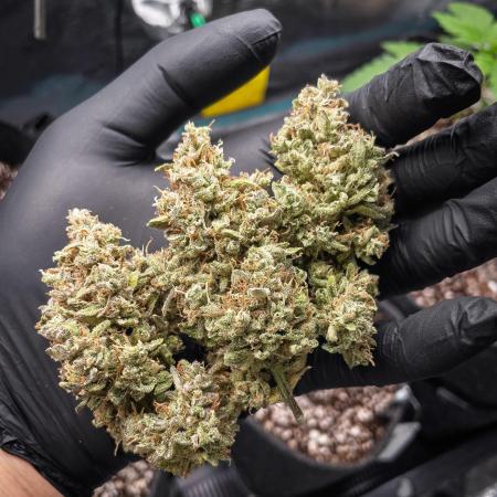 505 Headbanger in Autopot + Coco
