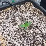 Sour Stomper by Mephisto in Autopot
