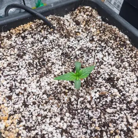 Sour Stomper by Mephisto in Autopot