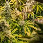 Divine Big Demon Auto / Autopot + Coco