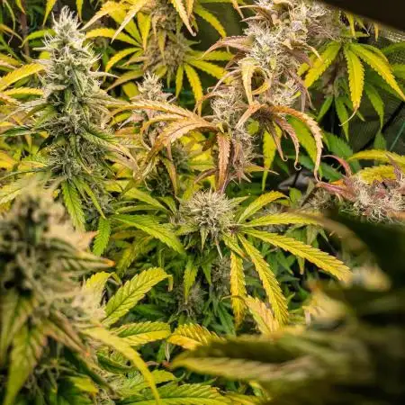 Divine Big Demon Auto / Autopot + Coco