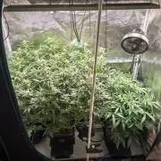 Granite Haze F7 in Autopot + Coco