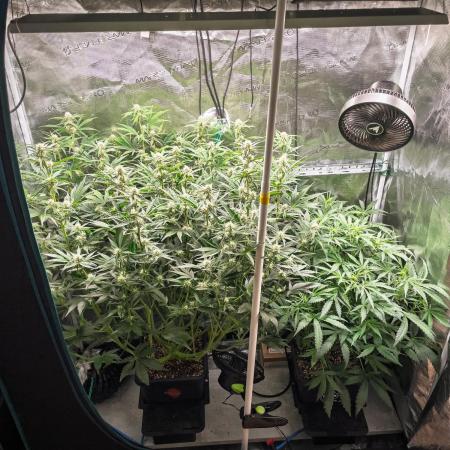 Granite Haze F7 in Autopot + Coco