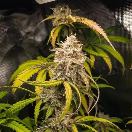 Jet Fuel Mandarine Auto by Sweet Seeds