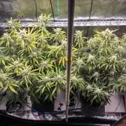 Sour Stomper by Mephisto in Autopot