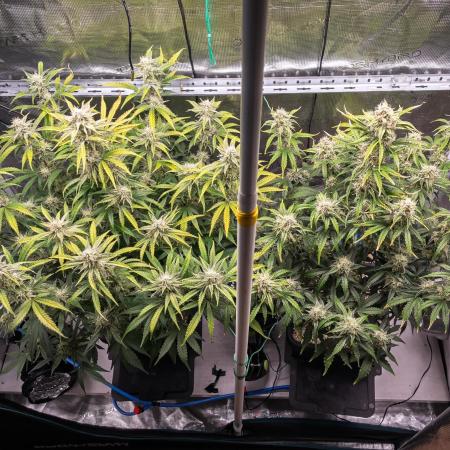 Sour Stomper by Mephisto in Autopot