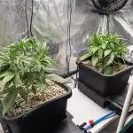 Sour Stomper by Mephisto in Autopot