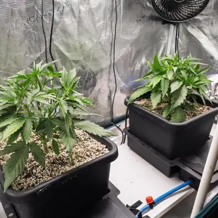 Sour Stomper by Mephisto in Autopot