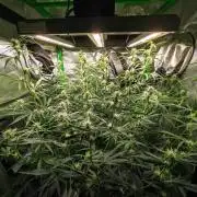 Radical Juice x Granite Haze | FOB#3 F1