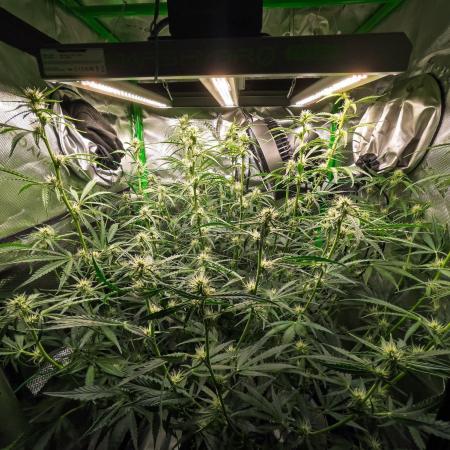 Radical Juice x Granite Haze | FOB#3 F1