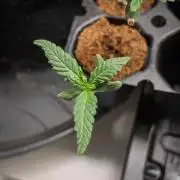 NightOwl | Humboldt | New F1 Cross