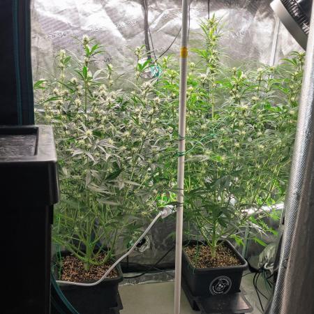 Rainbow Sundae 11 | Tulaberry F1-Testrun