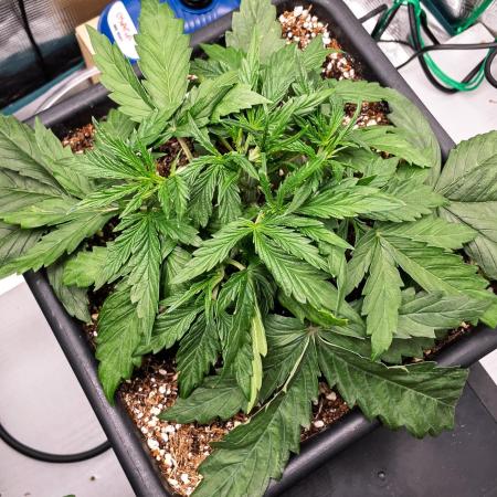 505 Headbanger in Autopot + Coco