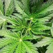 Zombie Kush Auto | 3L Coco Tray2Grow