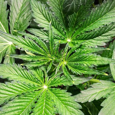Zombie Kush Auto | 3L Coco Tray2Grow