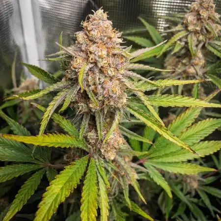 Granite Haze F7 in Autopot + Coco