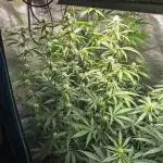 Jet Fuel Mandarine Auto by Sweet Seeds