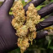 Rainbow Sundae 11 | Tulaberry F1-Testrun