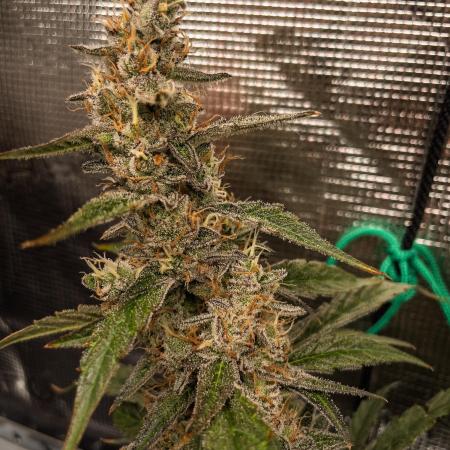 Zombie Kush Auto | 3L Coco Tray2Grow