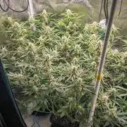 Granite Haze F7 in Autopot + Coco