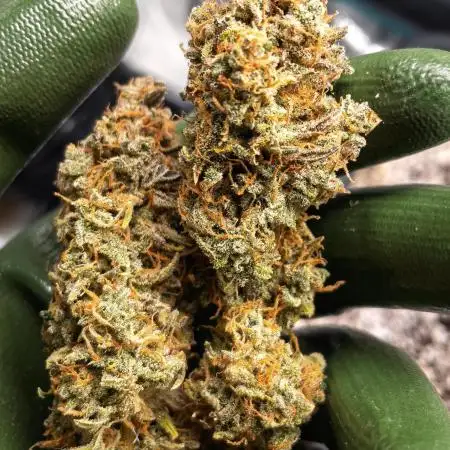 Jet Fuel Mandarine Auto by Sweet Seeds