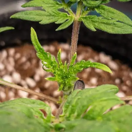Frosty's Auto Freak | 2L Coco Tray2Grow