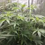 Divine Big Demon Auto / Autopot + Coco