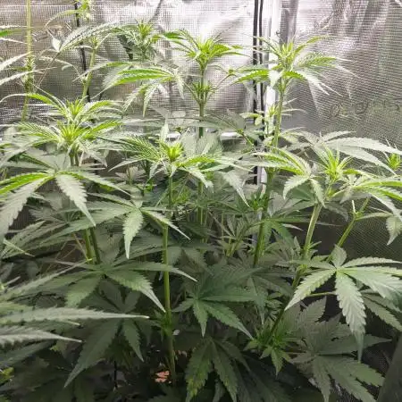 Divine Big Demon Auto / Autopot + Coco