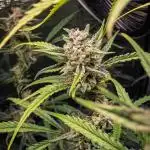 Permanent Jealousy Auto - Autopot / Coco