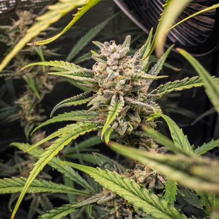 Permanent Jealousy Auto - Autopot / Coco