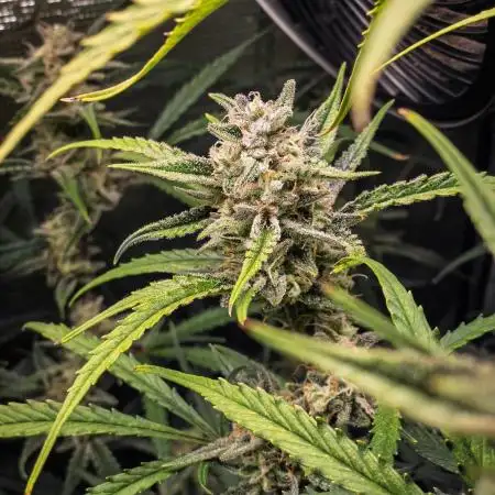 Permanent Jealousy Auto - Autopot / Coco