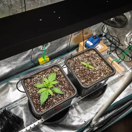 505 Headbanger in Autopot + Coco